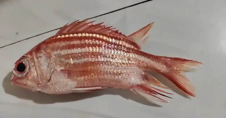লাল কোট ফিশ